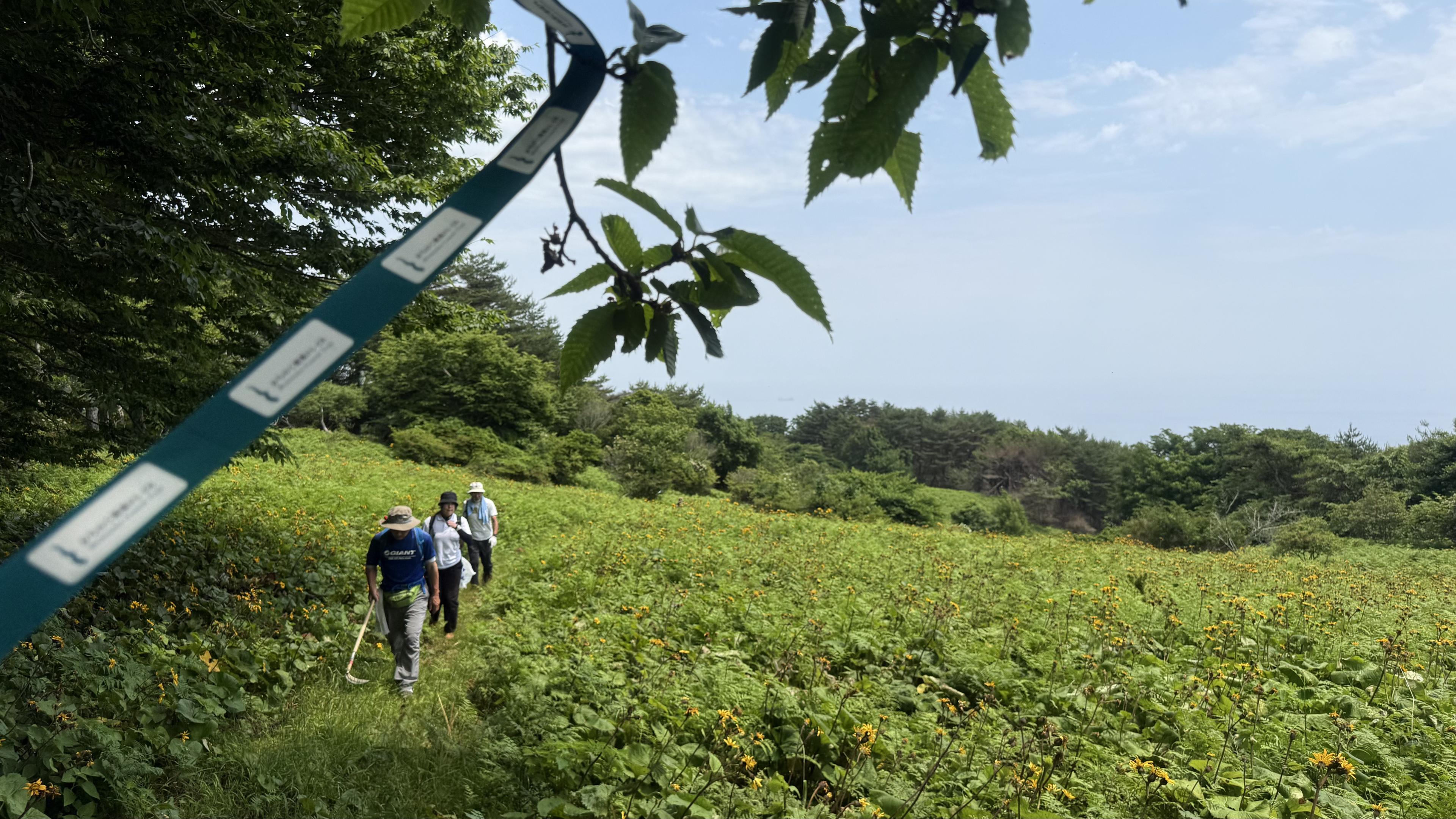 海を望む草地の整備区間を歩く参加者たち